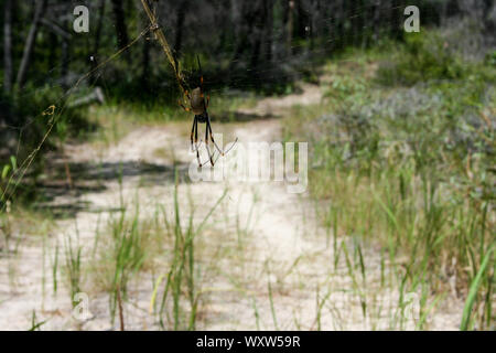 Golden Orb Spider et Web sur Fraser Island, Queensland, Australie, plus grande île de sable du monde Banque D'Images