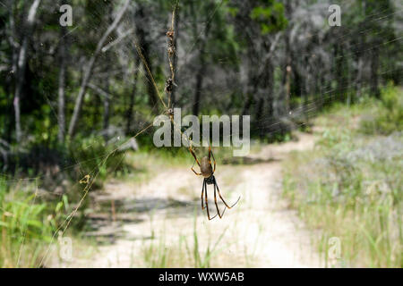 Golden Orb Spider et Web sur Fraser Island, Queensland, Australie, plus grande île de sable du monde Banque D'Images