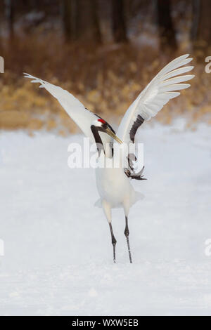 Grues couronnées rouge affichage danse, Hokkaido Banque D'Images