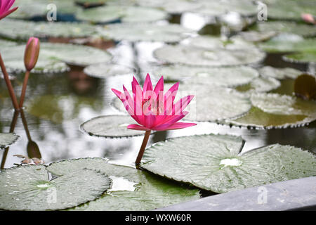 Photo gros plan de Lily rose fleur fleur sur l'eau bleu et vert feuilles fond, beau nénuphar violet en fleurs sur étang, une fleur de lotus f Banque D'Images