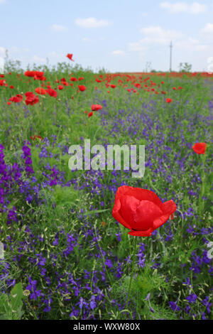 Floral background avec l'herbe verte, rouge coquelicot et des Delphinium fleurs Banque D'Images