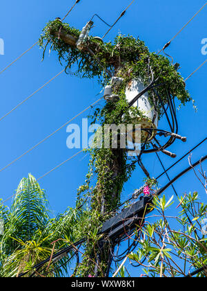 Les lignes électriques et les poteaux électriques recouverts de plantes grimpantes contre un ciel bleu aux Bermudes Banque D'Images