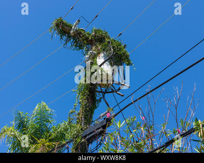 Les lignes électriques et les poteaux électriques recouverts de plantes grimpantes contre un ciel bleu aux Bermudes Banque D'Images