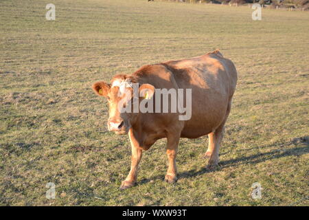 La superbe vaches qui paissent dans les champs de l'East Sussex jusqu'beachy head,East Sussex Banque D'Images