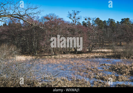 Les nids des hérons et des marais gelés dans de grands arbres autour de Isbladskarret un petit lac sur l'île de Djurgarden, Stockholm, Suède Banque D'Images