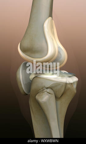 Rendu 3d illustration du genou, douleur au genou, côté illustration 3d illustration du côté du genou, genou x-ray, genou humain sur un fond vert, Banque D'Images