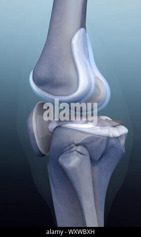 Rendu 3d illustration du genou, douleur au genou, côté illustration 3d illustration du côté du genou, genou x-ray, genou humain sur un fond vert, Banque D'Images