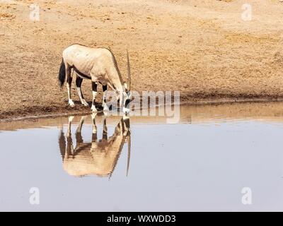 Une soif oryx boire d'une eau dans le parc national d'Etosha, Namibie, avec son reflet dans l'eau. Banque D'Images