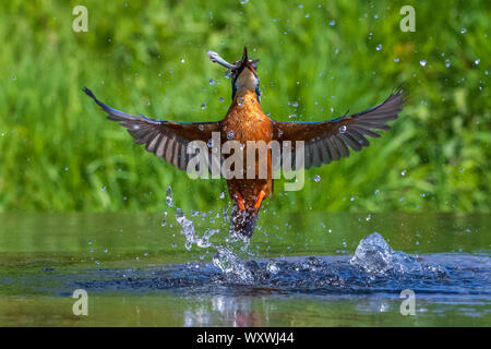 Kingfisher (Alcedo atthis) plongée sous-marine pour un poisson Banque D'Images