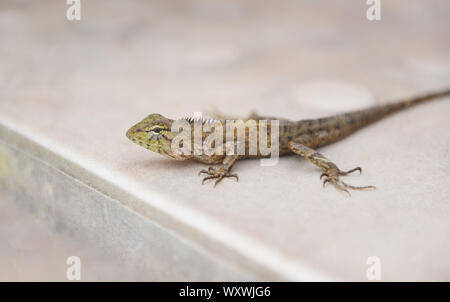 Lézard sur marbre jardin commun / lézard brun sur la faune de reptiles d'Asie (natute Oriental garden lizard) Banque D'Images