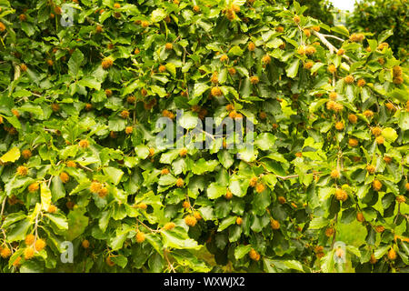 Hêtre commun (Fagus sylvatica) avec mât, England, UK Banque D'Images