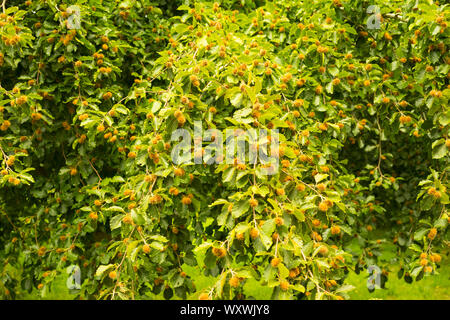 Hêtre commun (Fagus sylvatica) avec mât, England, UK Banque D'Images