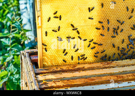 Vue rapprochée du groupe de travail sur le nid d'abeilles avec du miel doux. Le miel est l'apiculture produits sains. Banque D'Images