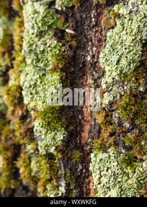 Détail de l'écorce de Marronnier érodées par le temps, d'un plante parc vieux de plusieurs siècles. Textures et des rayures sur l'écorce avec moss causé par le temps. Banque D'Images