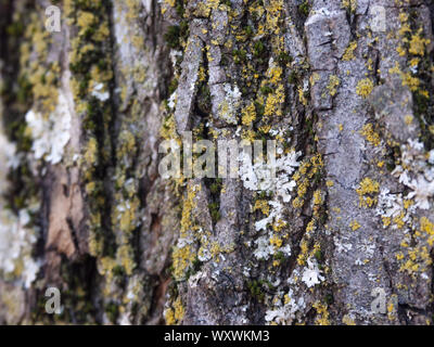 Détail de l'écorce de Marronnier érodées par le temps, d'un plante parc vieux de plusieurs siècles. Textures et des rayures sur l'écorce avec moss causé par le temps. Banque D'Images