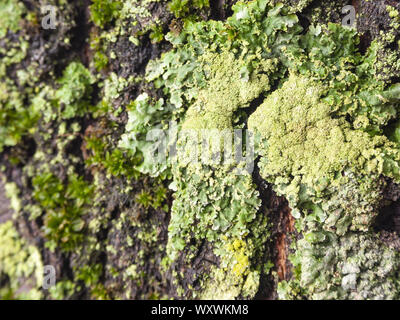 Détail de l'écorce de Marronnier érodées par le temps, d'un plante parc vieux de plusieurs siècles. Textures et des rayures sur l'écorce avec moss causé par le temps. Banque D'Images