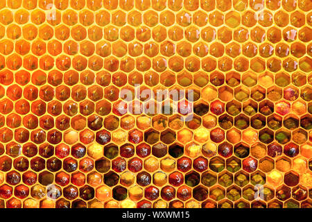 Texture de fond et le motif d'une section de la cire d'abeilles une ruche pleine de miel doré je Banque D'Images