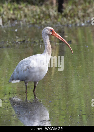 Portrait d'un blanc américain, ibis Eudocimus albus, d'alimentation dans un étang. Banque D'Images