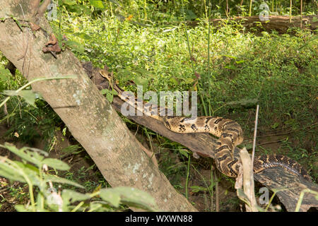 Crotalus horridus, un crotale en bois adulte, qui escalade un arbre. Banque D'Images