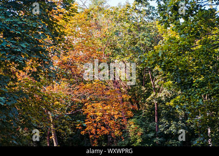 Feuillage d'automne intense Banque D'Images