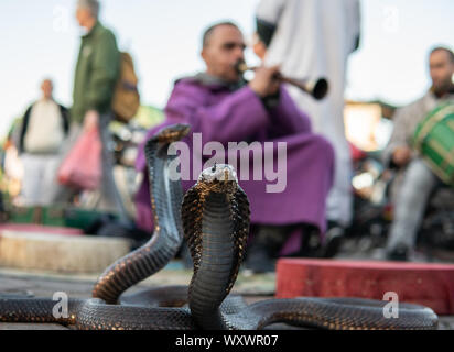 Marrakech, Maroc - 15 jan 2019 : charmeur de serpent à la place Jemaa el Fnaa à Marrakech, Maroc. Banque D'Images