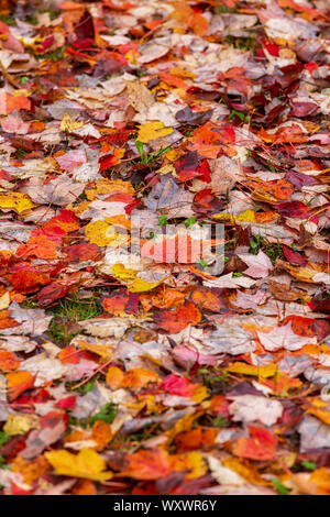 L'automne les feuilles tombées sur le sol forestier. Banque D'Images