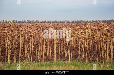 Près de tournesols mûrs sur un champ de tournesol dans l'attente de la récolte sur une journée ensoleillée. Les cultures agricoles sur le terrain. Banque D'Images