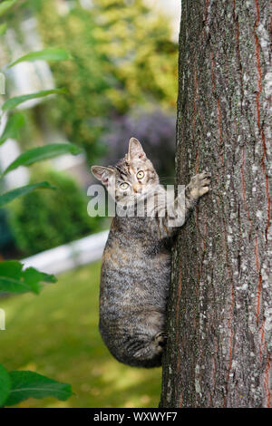 Les sans-abri chaton gris grimpe dans un arbre sur l'écorce Banque D'Images