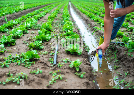 Mesures femme l'eau d'irrigation avec PH-mètre numérique au canal d'arrosage. Les plants de laitue. Banque D'Images