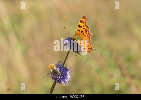 Comma butterfly (Polygonia c-album) et d'une abeille sur des fleurs sauvages au cours du mois de septembre dans le Hampshire, au Royaume-Uni Banque D'Images