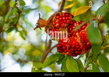 Ripe fruit grenade sur une branche close-up se brisa avec graines sur un fond green park Banque D'Images