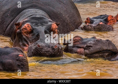 Groupe d'hippopotames dans l'eau avec alpha male Banque D'Images