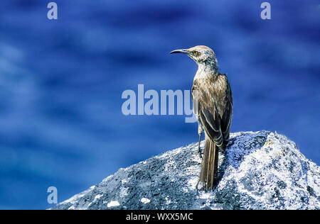 Hood Mockingbird (Mimus macdonaldi) sur rock, Espanola, Galapagos