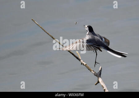 La Bergeronnette printanière (Motacilla alba) la capture d'une éphémère, du delta de la Sauer Munchhausen, Rhin, Alsace, France