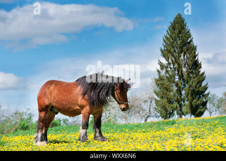 sexe territoire de belfort