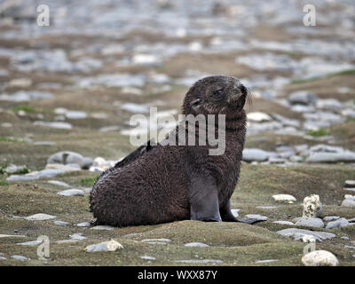 Bébé Phoque à fourrure antarctique Géorgie du Sud Banque D'Images