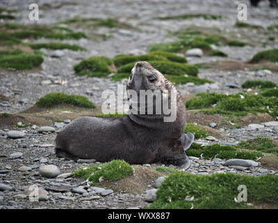 Bébé Phoque à fourrure antarctique Géorgie du Sud Banque D'Images