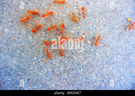 Red ant sur le plancher de béton Banque D'Images