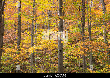 Les couleurs des feuilles d'automne des érables à Stowe au Vermont, New England, USA Banque D'Images