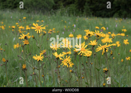 Echte Arnika, Arnica montana, l'arnica des montagnes Banque D'Images