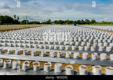 Ligne fo Coconut coir en maternelle sac blanc pour la ferme avec la fertigation , système d'irrigation pour être utilisé pour la culture des fraises. Banque D'Images