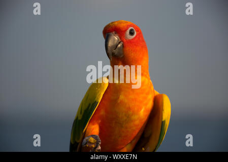 Parrot oiseaux tropicaux colorés Banque D'Images