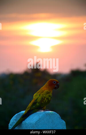 Des oiseaux tropicaux colorés avec coucher du soleil Parrot Banque D'Images