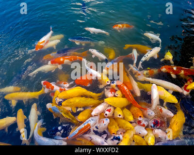 Horde de poisson koi demander de la nourriture (Jardin Shukkeien et Hiroshima, Japon), Banque D'Images