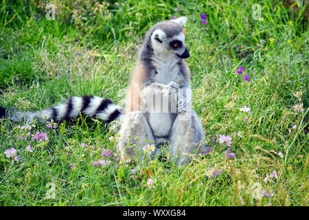 Cute Lemur catta mange de l'herbe Banque D'Images