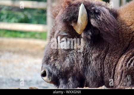 Tête de bison libre Portrait Repos Banque D'Images