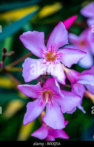 La plante de jardin toxiques Nerium oleander apocynaceae Banque D'Images