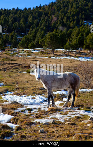 Pony dans Mantet, dans les Pyrénées-Orientales. Banque D'Images