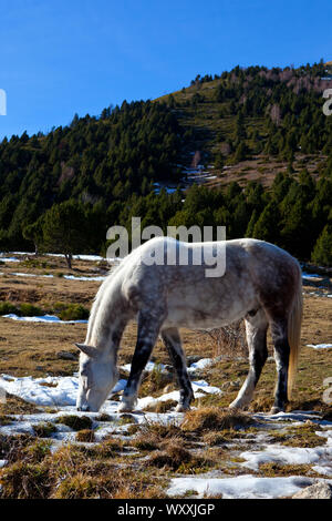 Pony dans Mantet, dans les Pyrénées-Orientales. Banque D'Images