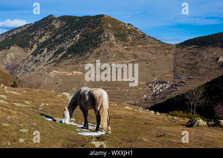 Pony dans Mantet, dans les Pyrénées-Orientales. Banque D'Images